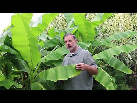 Japanese banana (Musa basjoo) - Plant Identification