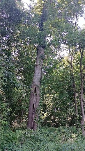 Vine growing on tall tree in a park.