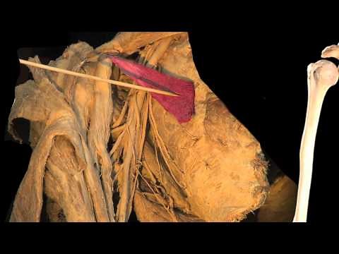 The Axilla - Anatomy Tutorial