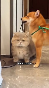 Munchkin cat #animals #tiktok #foryou #cute #muchkin | PriyaMalhotra