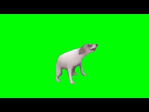 dancing dog green screen☻