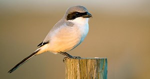Loggerhead Shrike Sounds, All About Birds, Cornell Lab of Ornithology