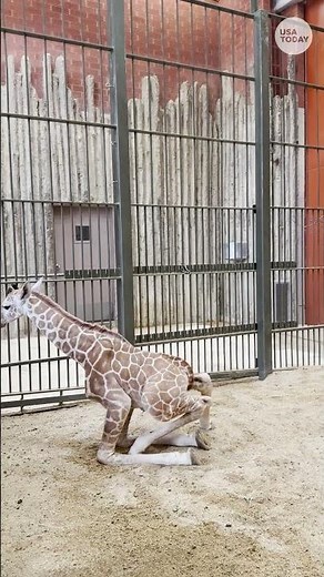 Denver Zoo welcomes endangered baby giraffe #Shorts