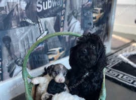 Miniature Cavapoo puppies - £1,200