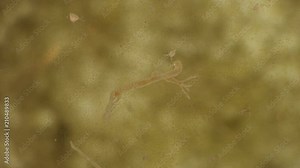 Hydra, which lives in ponds and aquariums under a microscope Stock Video