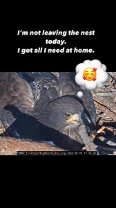 4.7K reactions · 81 shares | Sunny!!! You’re too adorable!  #birdsofprey #bigbearvalley #jackie #gizmo #sunny #shadowandjackie #bigbearbaldeagles #FriendsOfBigbearValley #FOBBV #bigbearmountain #BigBearLake #everyonefollowers #highlightsシ゚ #highlights [My thoughts in this video are my own — not a reflection of FOBBV] >>> Original live video courtesy of Friends Of Big Bear Valley <||> | Aï Rÿn | Facebook