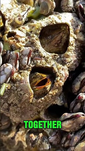 Hidden World of Barnacles: Stunning Microscopic Views You’ve NEVER Seen Before. #shorts #seaturtles