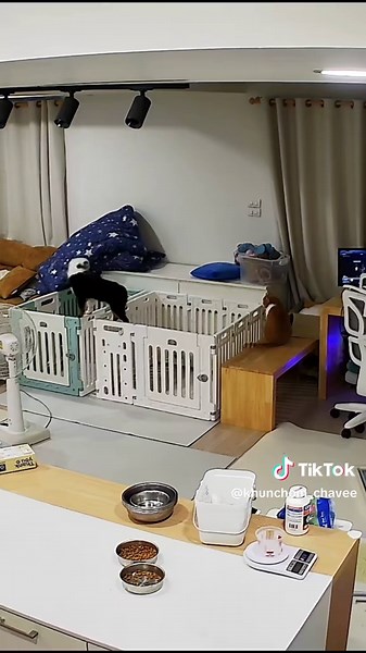 เกิดขึ้นตอนเย็นของวันที่ตัดสินใจค่ะ #คุณโฉมกับชาวีชลลี่ซอมบี้หมาจีสุก #เชลตี้เชตแลนด์ชีปด็อก #มิเนเจอร์อเมริกันเชพเพิร์ด #ชิบะอินุ #bardotgakennel