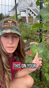 Let’s talk powdery mildew solution from anything from zucchini to cucumbers to butternut squash to even zinnias! | Organicfarmergirl
