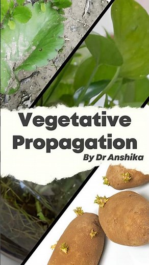 Vegetative Propagation Explained: Nature's Way of Plant Reproduction 🌱