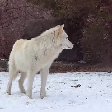 The best howls inspire others 🐺 | Wolf Conservation Center