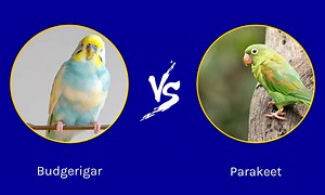 Budgerigar vs Parakeet: What are the Differences?
