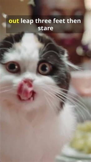 Cats vs Cucumbers: I Can’t Stop Laughing!