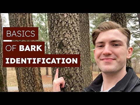 How To Identify Trees By Their Bark