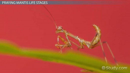 Praying Mantis | Anatomy, Life Cycle & Metamorphosis