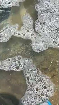 How To Remove Black Algae From Your Pool In Under 5 Minutes!! (Tutorial)