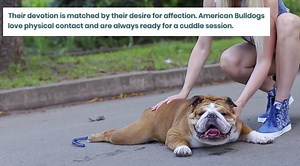 13 Dog Breeds You Never Knew Are Secretly Lap Dogs