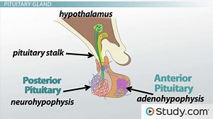 What Is the Pituitary Gland? - Functions, Hormones & Hypothalamus