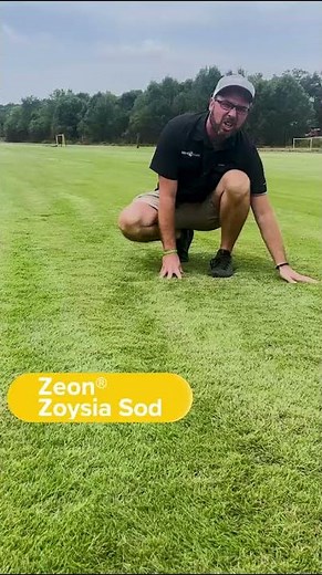 Zeon® Zoysia Sod - Delivered to Your Door by ServeScape.com (Link in Comments)