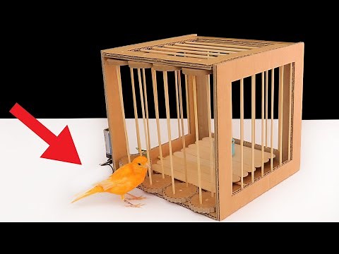 Bird Trap from Cardboard | New Creative Technology!