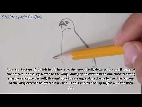 How to Draw a Hawk In 6 EASY Steps - GREAT for Kids & Beginners