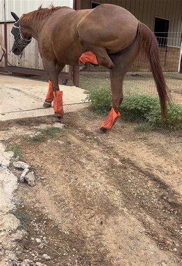 Stringhalt Recovery in Rescued Horse Through PEMF Therapy