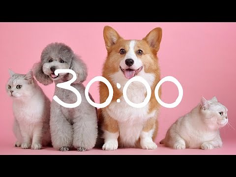 30 Minute Timer Cats and Dogs
