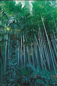 Best Bamboo Plants to Grow in Your Garden - Garden Design