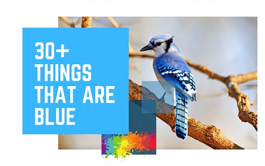Things That Are Blue | Learning Colors for Kids | 30  Blue Things