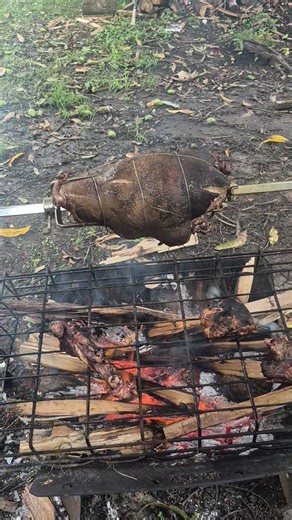 Wild pig leg roast is in progress | Haoda Jay