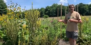 Mullein Uses: Flower, Leaf, and Root Medicines to Know - Clearpath Herbals