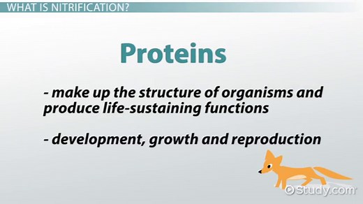 Nitrification | Definition, Process & Cycle
