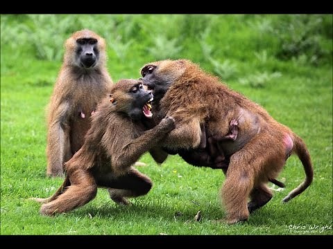 Insane Monkey fight