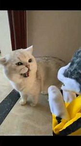 “Crazy White Cats Doing Funny Things 😹 | Viral Cat Moments!”