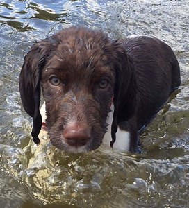 Field Bred Springer Spaniel Puppies