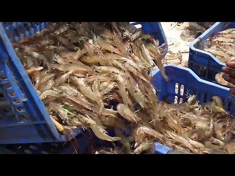 Shrimp Fishing | Prawns Fishing | Prawns Catching Videos