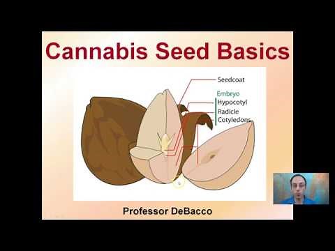 Cannabis Seed Basics
