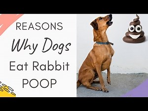 Why Do dogs Eat Rabbit Poop: Dog Instincts and Behavior Behind it