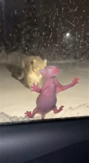 Let's help each other for a better life. Help a kitten 😭🐈 #cat