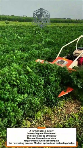 Modern Celery Harvesting! A Vegetable Harvester That Boosts Farm Productivity