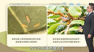 1.5K views · 117 reactions | 掌握天氣與農事看這邊  #天氣愛注意 ...