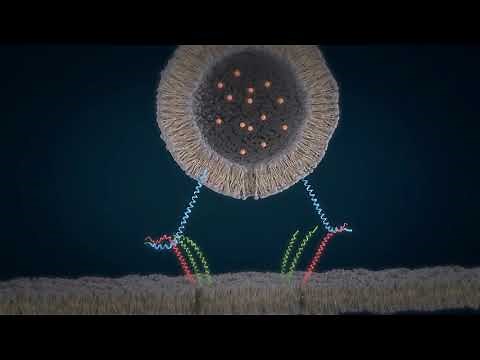 How SNARE proteins work