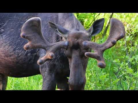 Bull Moose: Moose Antlers