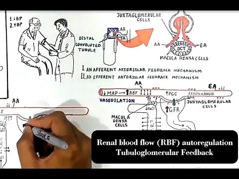 Renal blood flow (RBF) autoregulation. Tubuloglomerular Feedback