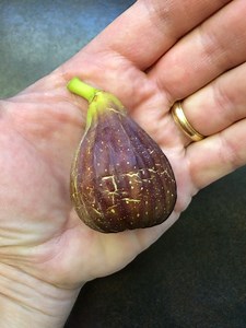 La Bourgeoise — french fig farm