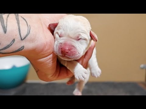 Helping Deliver Newborn Labradors!!