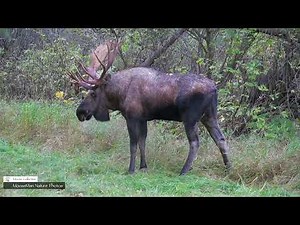 How Does a Moose Get Through the Thick trees With Their Antlers? | MooseMan Nature Photos Video