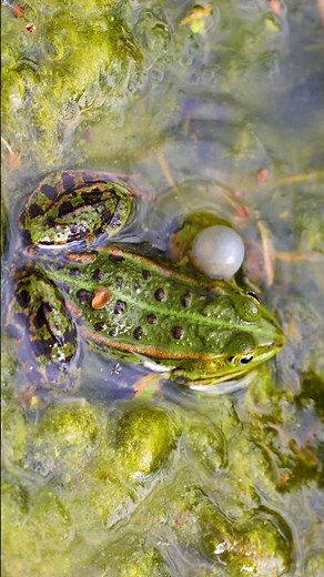 Frog Sounds 🐸 | Pool frog