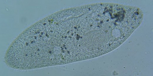 Paramecium: Everything You Need to Know | Microscope Clarity