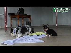 Adorable Welsh Corgi Puppies
